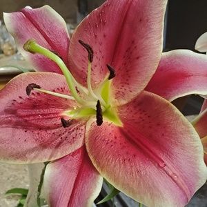 Meet your Posher, Mina